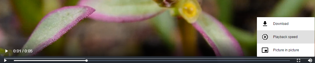 playback speed controls